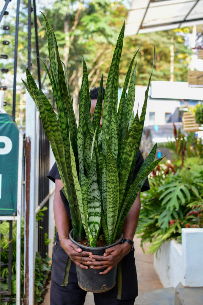 ECANDI - Snake Plant (Dracaena Trifasciata - Large) - Eco Create & Innovate